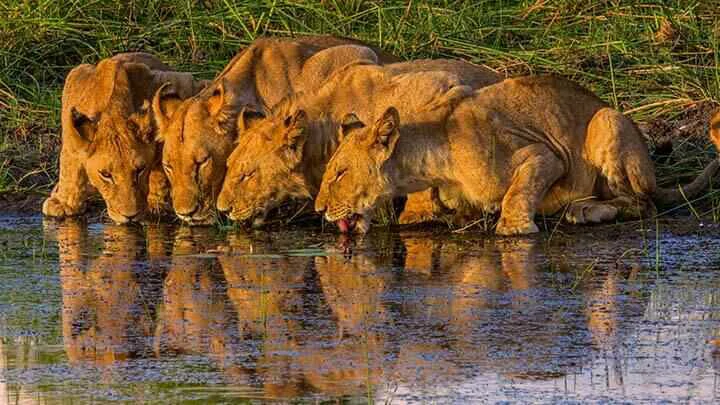 Lions Drinking in Okavango Delta